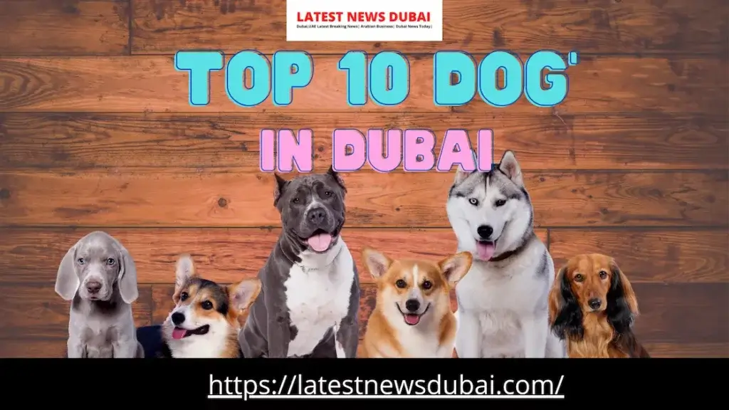 Top 10 Dogs in Dubai 