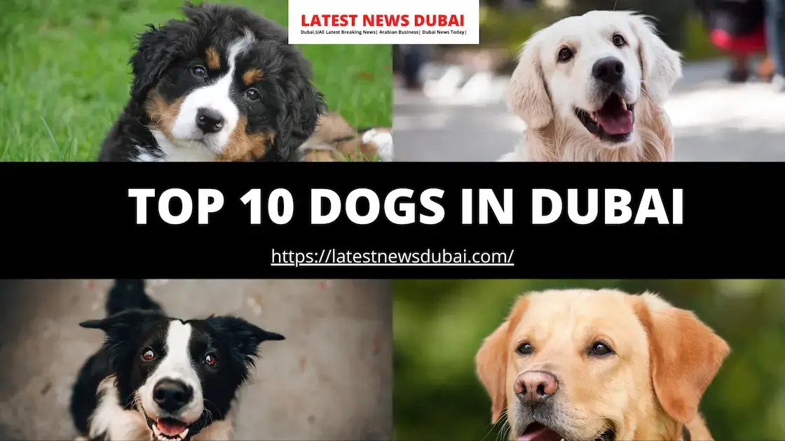 DOGS IN DUBAI