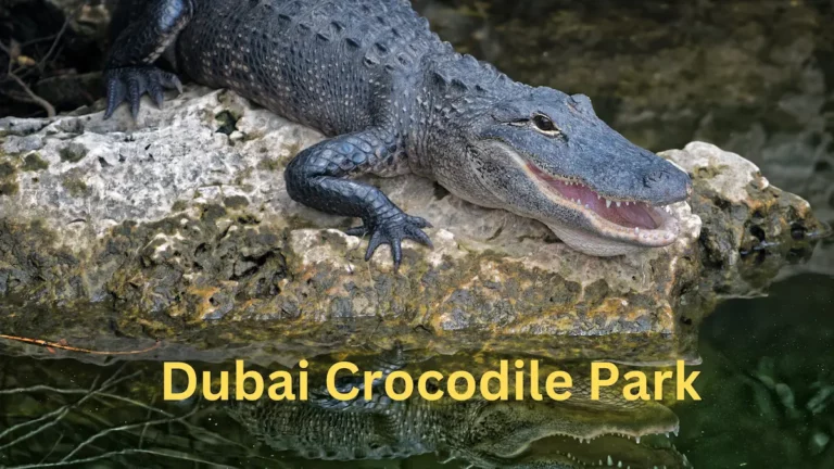 Dubai Crocodile Park